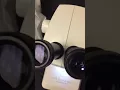 Leica Dissection Microscope Tutorial