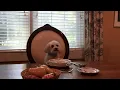 Bed and Breakfast Barn Short-term Rental in Newton NC