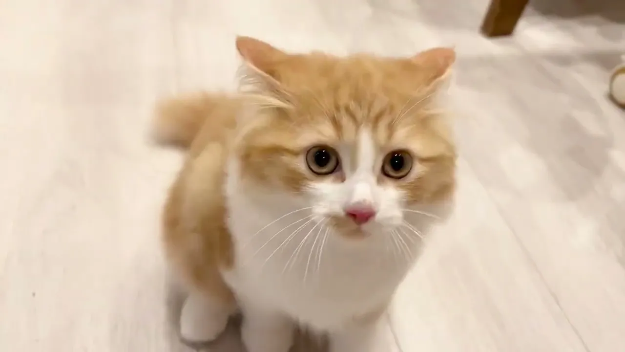 動画