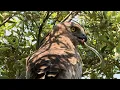 Download Lagu Meet Italy's Snake Hunting Super Predator | Ultra HD Footage