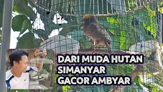 Download Review Manyar muda hutan yang sudah gacor, suara alami lebih menyenangkan hati MP3