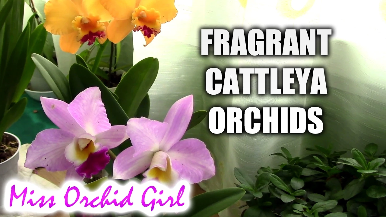 NEW FRAGRANT CATTLEYA ORCHIDS YOU GET TO NAME THEM!