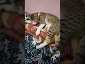 Download Lagu cute cat funny video #cute #funny #cat #tomy