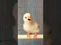 Download Lagu suara anak ayam