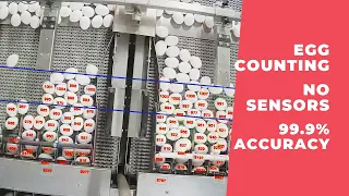 Egg Counter on Roller Accumulator Conveyor 1560 Eggs in 2 Minutes AI Vision