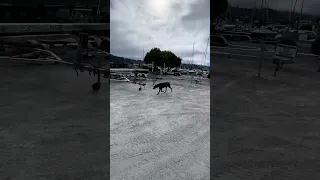 #fyp #dream #doberman #pets