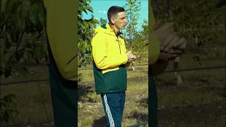 На какой год плодоносит сад грецкого ореха  На какой год плодоносит сад грецкого ореха