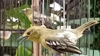 dasyat 2burung sirtu narung gacor adu mental adu polume suara pariasi persi youtube 