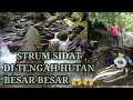 Lagu SETRUM IKAN SIDAT MONSTER DITENGAH HUTAN NGERII‼️‼️UP