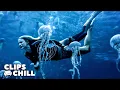 Swimming Among The Jellyfish The Shallows