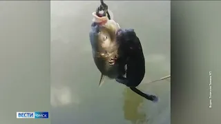 Омич боролся с выдрой за крупного сазана