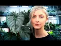 TOP 5 EASY PHILODENDRON Crawler Edition