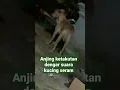 Download Lagu masih ingat suara kucing seram?? || anjing ketakutan mendengarnya #shorts #shortvideo