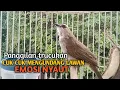 Trucuk BETINA memanggil Jantan Suara Birahi Ngecuplik 100% pancingan trucukan gacor agar BUNYI EMOSI