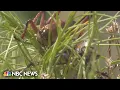 Bugging out Millions of Mormon crickets invade Elko Nevada