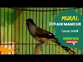 Download Lagu Murai Air Mancur Ngebren Panjang