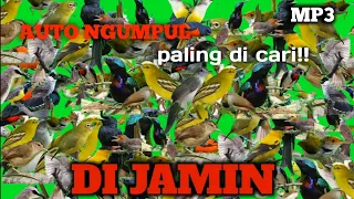 suara pikat burung kecil ributt paling ampuh 100 berhasil suara air vol 4