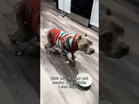 My 15 year old senior dog through my eyes