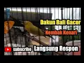 Download Lagu Pleci dakbal nembak kenari