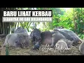 Kerbau - Munding