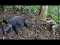 Download Lagu wild boar hunting skills, making traps to catch wild boars, survival alone
