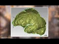 Homo Naledi - Ancient Human
