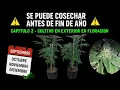 Download Lagu El SECRETO para COSECHAR antes de FIN DE AÑO 😱 | Cultivo Exterior en Floración