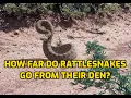 How Far Do Rattlesnakes Go From Their Den