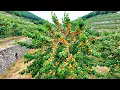 Lagu Close up of a New Apricot Variety with Super Big and Many Fruits in a Rural Area of Switzerland
