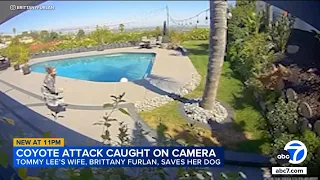 Tommy Lee s dog snatched by coyote wife Brittany Furlan pulls pet from jaws