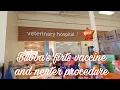 Bubba s first vaccine and neuter procedure at vetco total care