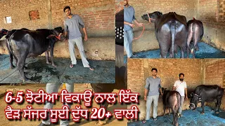 28 October 2026 ਫੋਨ 62844-57553 =6-5 ਝੋਟੀਆ ਵਿਕਾਊ ਨਾਲ ਇੱਕ ਵੈੜ ਸੱਜਰ ਸੂਈ ਸਰਜੀਤ ਸਿੰਘ ਪਲਾਸੌਰ ਵਾਲੇਆ