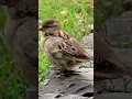 Sparrow Quick sound;