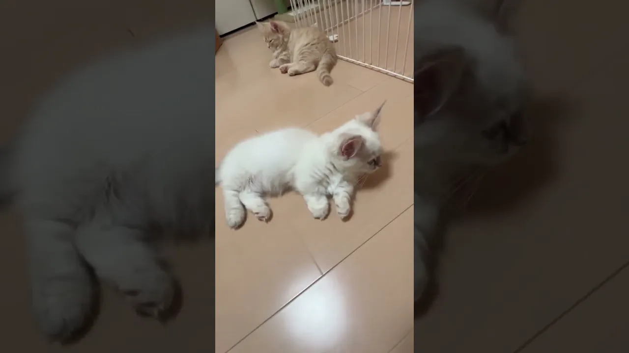 動画