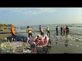 Download Lagu Gila ❗ Hasil Tangkapan Nelayan Tradisional Tarik Pukat pantai Panen Banyak ikan cirik