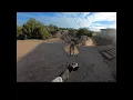 Falconry full process of trapping and training