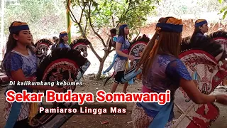 Download Ebeg Sekar Budaya Somawangi - LIVE kalikumbang Lagu Pamiarso MP3