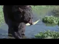 Download Bear and Otter Fishing Lesson | Big Sky Bears | BBC mp4 3gp mp3 videos - waplic