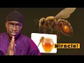 Download Lagu Keemtaan Yi Yalla def Ci yambou(abeilles) les Miracles…