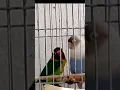 Download Lagu You better rock your body now 🎶 #birds #funny #animals #dancing