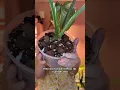 Top 3 Thai Constellation Monstera care tips Avoid root rot help it thrive
