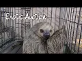 Wild Side Exotic Animal Auction 2023