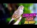 Download Lagu PALING DICARI - MASTERAN KENARI ISIAN BLACKTHROAT GACOR CENGKOK MEWAH FAVORITE KENARI MANIA