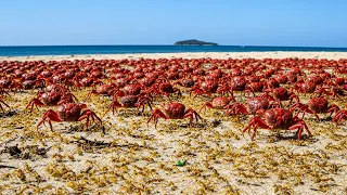 They Released Millions of Ant Killers on Crab Island - And the Change Was Instant