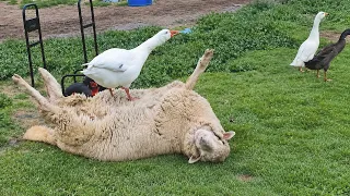 The Funniest Farm Life Fails Ever Caught on Camera 😂
