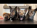 German Shepherd Puppy Grows Up Reviewing Food