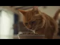 Your Cat s Best Life Petco