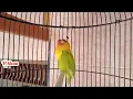 Download Lagu Pancingan Lovebird Ngetik Ngekek Panjang, Cukup 1 Menit Lovebird Fighter dijamin Ngekek Panjang