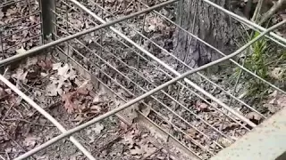 Hog trap trip wire set up