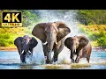 Download Lagu Amazing Scene of Wild Animals In 4K - With Soothing Relaxing Music